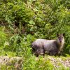 森の中で野生動物に遭遇するとき