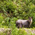 森の中で野生動物に遭遇するとき