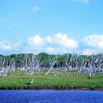 ウトロをあとに羅臼へ、そしてトドワラへ