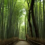 京都～賑わいと自然が混在する驚き