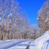 春の訪れを告げる植物が教えてくれること