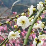 春の訪れを教えてくれる梅の花、寒さの中を耐えて咲く美しさ