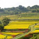 いにしえの道を歩く、奈良の山の辺の道とのどかな風景